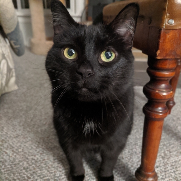 Meet your Posher, Colleen - Picture 1 of 1